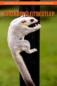 Kurzkopfgleitbeutler