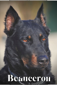 Beauceron