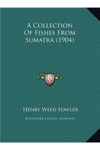 A Collection Of Fishes From Sumatra (1904)