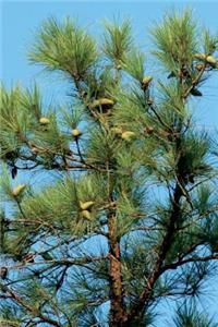 Loblolly Pine Tree Journal