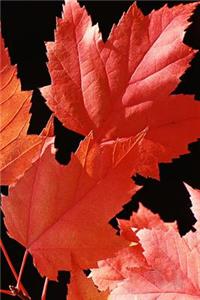 Journal Maple Leaves Fall Season