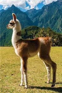Yearling Lhama Notebook