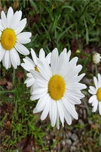 Journal Pretty Daisies Full Bloom