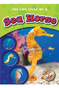 Life Cycle of a Sea Horse