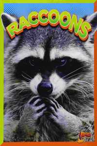 Raccoons