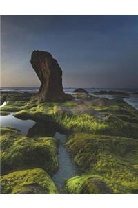 Coast Algae Sea Shore Beach Ocean Moss Sunset Summer Marine Coastal Biology