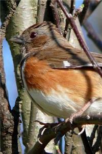 Eastern Towhee (Pipilo Erythrophthalmus) Bird Journal