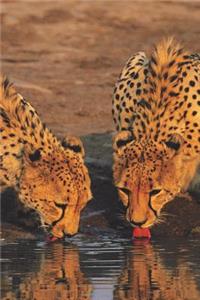 Cheetahs Reflected Blank Book Lined Journal (6x9)
