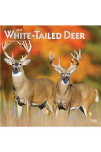 White Tailed Deer 2021 Square Foil