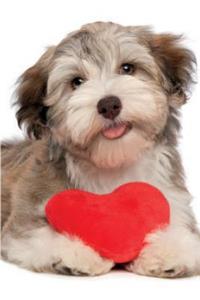 Havanese February Notebook, Diary, Journal. Productivity Work Planner & Idea Notepad