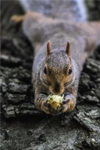 Squirrel Eating a Nut on a Log