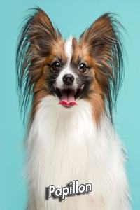 Papillon