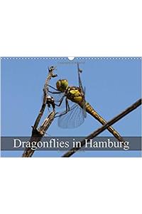 Dragonflies in Hamburg 2017