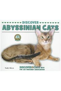 Discover Abyssinian Cats