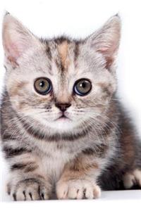 Cutest Kittens June Notebook & Journal. Productivity Work Planner & Idea Notepad: Brainstorm Thoughts, Self Discovery, to Do List