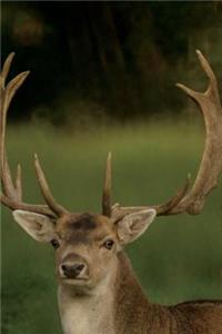 Portrait of a Reindeer Journal