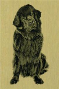 Newfoundland