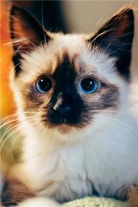 Blue Eyed Siamese Kitten