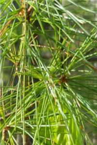 Spring Evergreen Pine Needles Journal