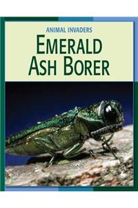 Emerald Ash Borer