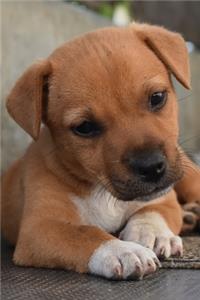 Sweet Puppy Love Journal