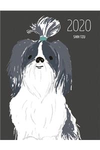 2020 Shih Tzu