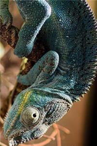 Panther Chameleon in a Tree Journal