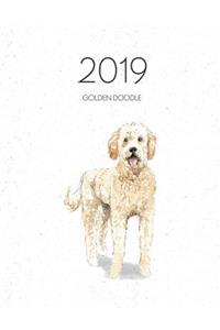 2019 Golden Doodle