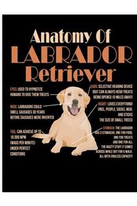 Anatomy of Labrador Retriever