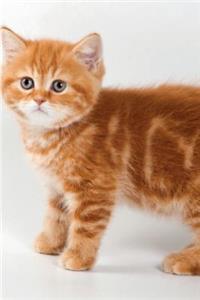 British Kitten February Notebook, Diary, Journal. Productivity Work Planner & Idea Notepad
