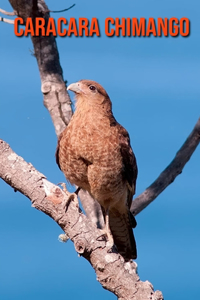 Caracara Chimango