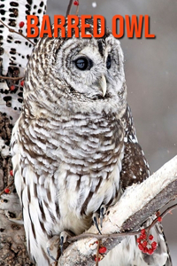 Barred Owl