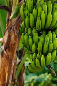 Banana Plantation in Guatemala Journal: 150 page lined notebook/diary