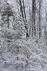 After Snowstorm Winter Weather Journal