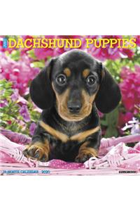 Just Dachshund Puppies 2020 Wall Calendar (Dog Breed Calendar)