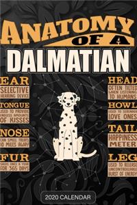 Anatomy Of A Dalmatian