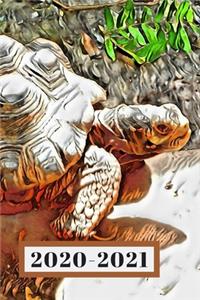 Brown & Grey Turtle Tortoise Tortuga Lover's Dated Weekly 2 year Calendar Planner