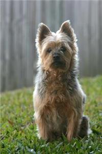 Cute Little Australian Silky Terrier Sitting in the Yard Journal