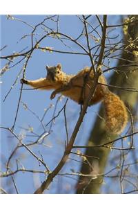 Relaxed Squirrel 8.5
