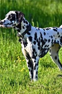 Dalmation Dog on the Hunt in the Grass Journal