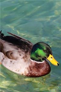 Handsome Mallard Duck Swimming on the Lake Water Bird Journal