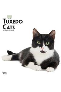 Tuxedo Cats 2019 Square Wall Calendar