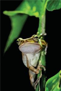 Tree Frog Notebook