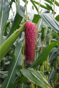 Red Corn Hair Journal