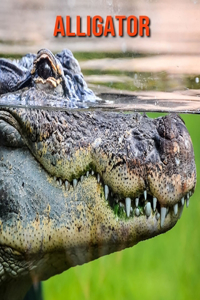 Alligator