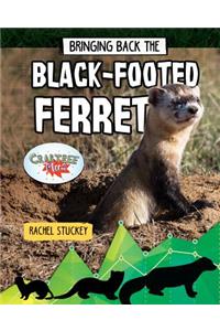 Bringing Back the Black-Footed Ferret