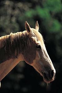 Horse Photo School Composition Book Equine Old Pinto