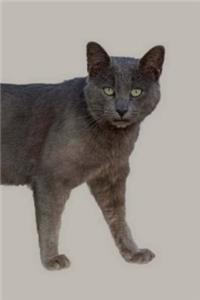 Chartreux