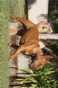 Brown Miniature Bull Terrier Dog Journal