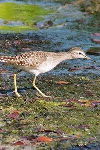 Pectoral Sandpiper Bird Journal (Calidris Melanotos)